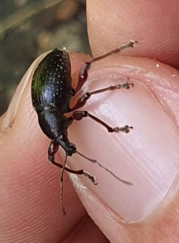 Otiorhynchus clavipes